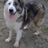 Foto van Sigrid, Sandy, Diva & Nala