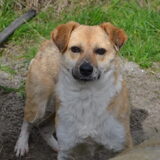 Foto van Sigrid, Sandy, Diva & Nala