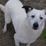 Foto van Sigrid, Sandy, Diva & Nala