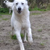 Foto van Sigrid, Sandy, Diva & Nala