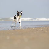 Foto van Angelique; Bruno, Charlie & Fenna