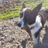 Foto van Bush dog