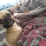 Foto van Nori met Chewy, Ayla, Leiah & Mace