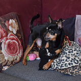 Balou is gelukkig weer beter.