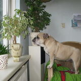 dit zijn amber 3 jaar en als pup gekomen ,noa 7 jaar en afstandshond…