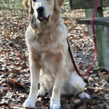 Foto van Max