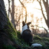 Foto van Bush dog