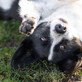 Foto van Bush dog