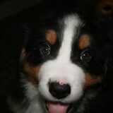 Dit is lady