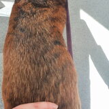 Foto van Dutchshepherdteam