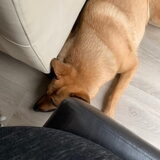 thuis werken samen met Lucy