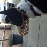 Foto van Bush dog