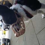 Foto van Bush dog