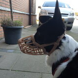 Foto van Bush dog