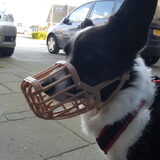 Foto van Bush dog