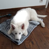 Foto van Cécé & Cosmo