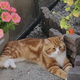 Joost