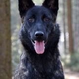 Foto van Dutchshepherdteam