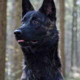 Foto van Dutchshepherdteam