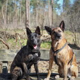 Foto van Dutchshepherdteam