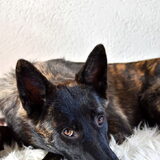 Foto van Dutchshepherdteam