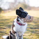 Foto van Bush dog
