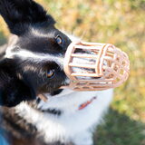 Foto van Bush dog