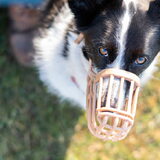 Foto van Bush dog