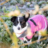 Foto van Bush dog