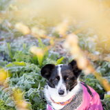 Foto van Bush dog