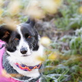 Foto van Bush dog