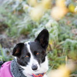 Foto van Bush dog