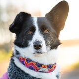 Foto van Bush dog