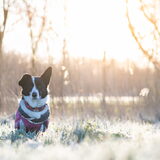 Foto van Bush dog