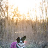 Foto van Bush dog