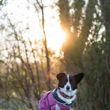 Foto van Bush dog