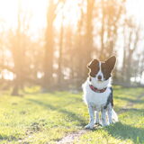 Foto van Bush dog