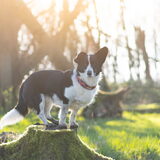 Foto van Bush dog
