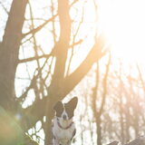 Foto van Bush dog