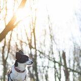 Foto van Bush dog
