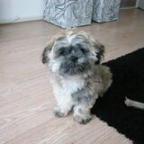 Cash, 7 maanden oud