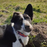 Foto van Bush dog