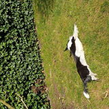 Foto van Bush dog