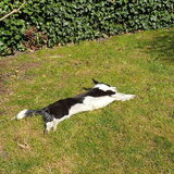 Foto van Bush dog