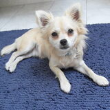 toby