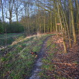 Balou in het bos.