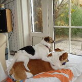 tessa en amber genietend van het zonnetje wat door de tuindeur schijnt
