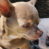 Dit is ons chihuahua reutje, Jinx