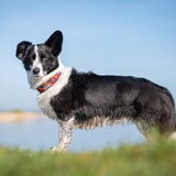 Foto van Bush dog