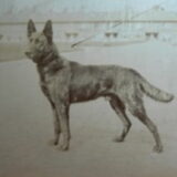 Foto van Dutchshepherdteam